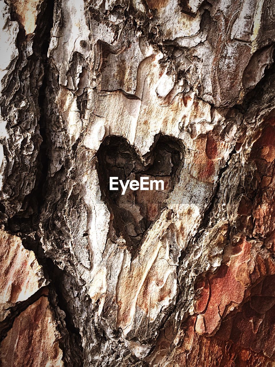 Close-up of heart shape on tree trunk