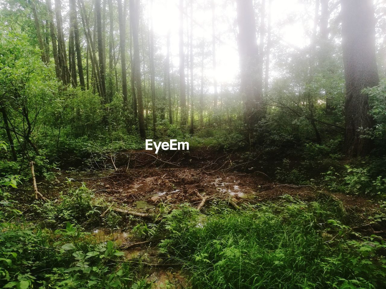 PLANTS GROWING IN FOREST