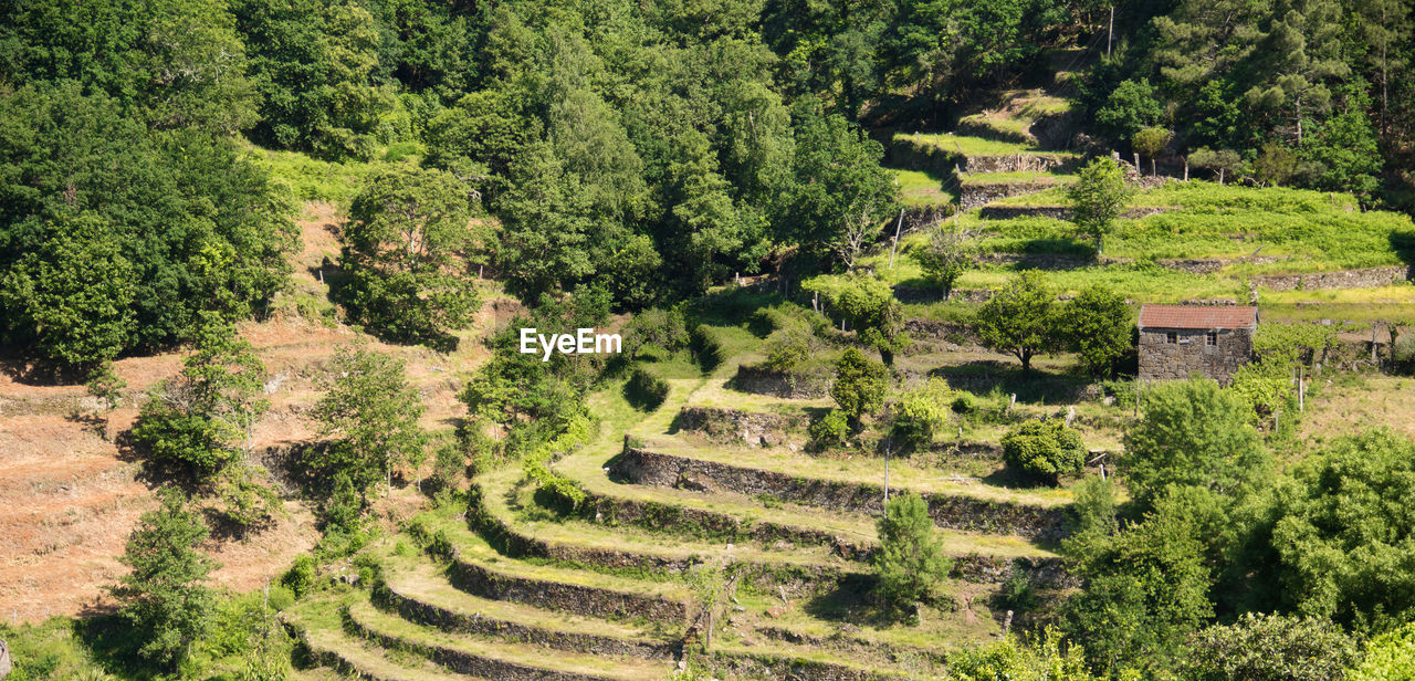 HIGH ANGLE VIEW OF TREES ON LANDSCAPE