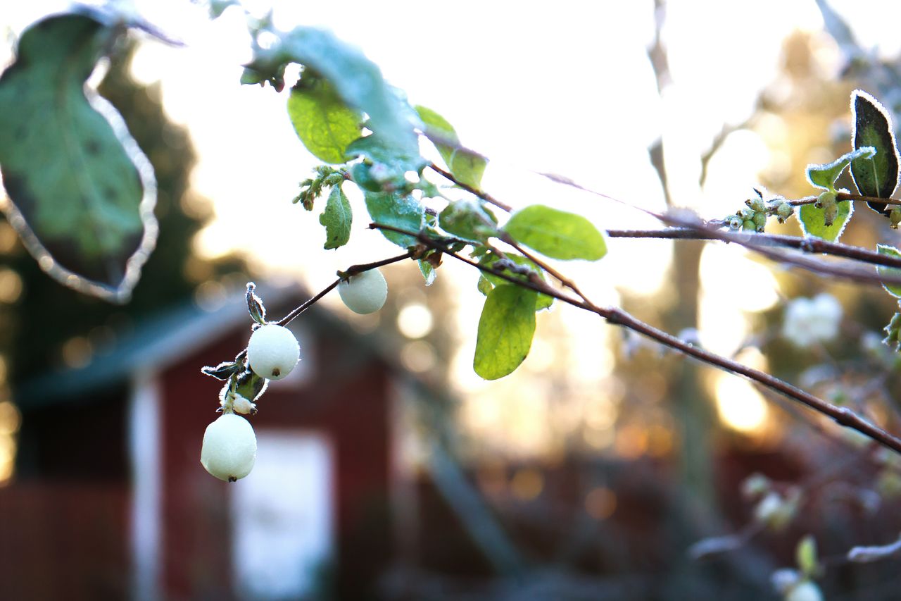 Close up of twig