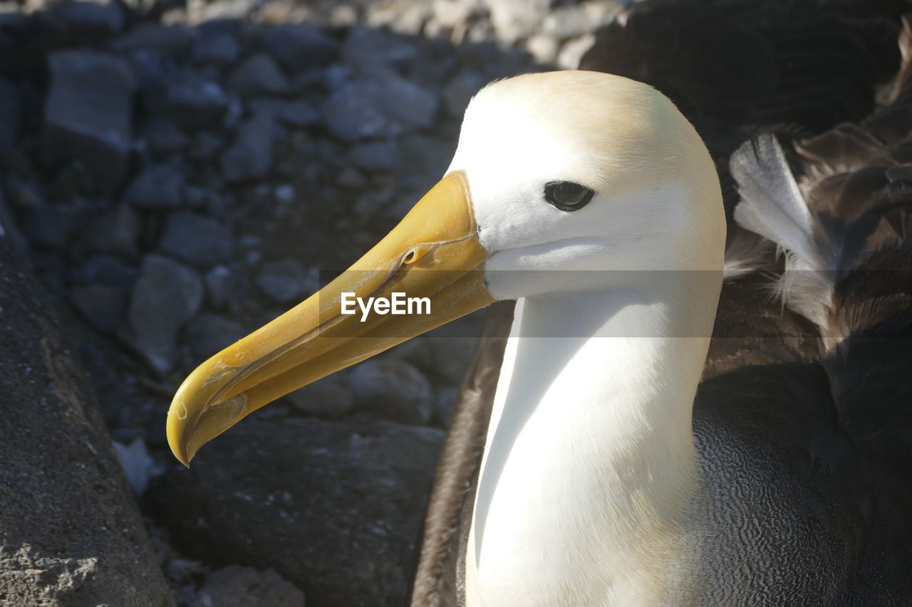 Close-up of bird