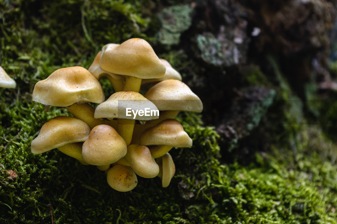 Close-up of mushrooms growing on field