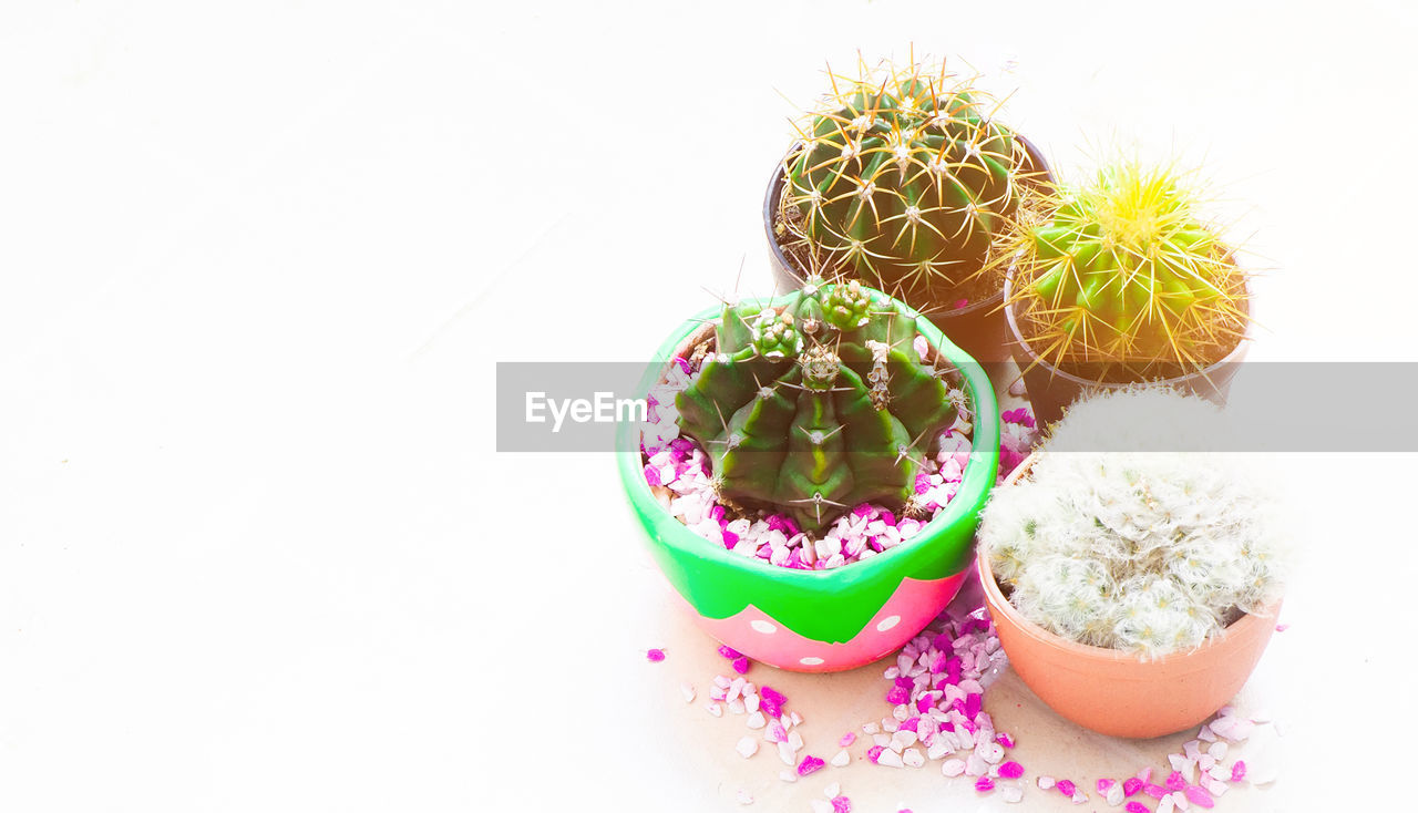 HIGH ANGLE VIEW OF POTTED CACTUS PLANT AGAINST WHITE BACKGROUND