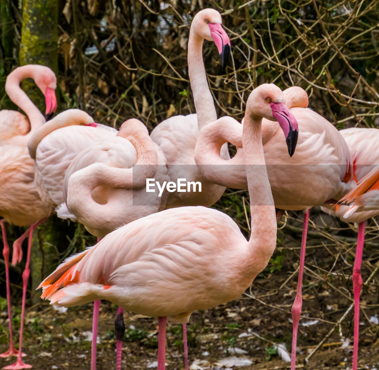 VIEW OF BIRDS IN ZOO