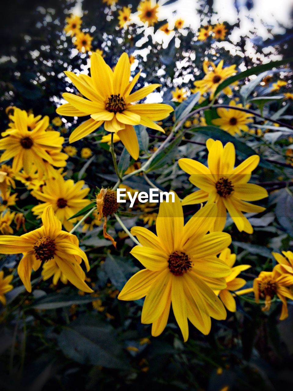 Close-up of yellow flower