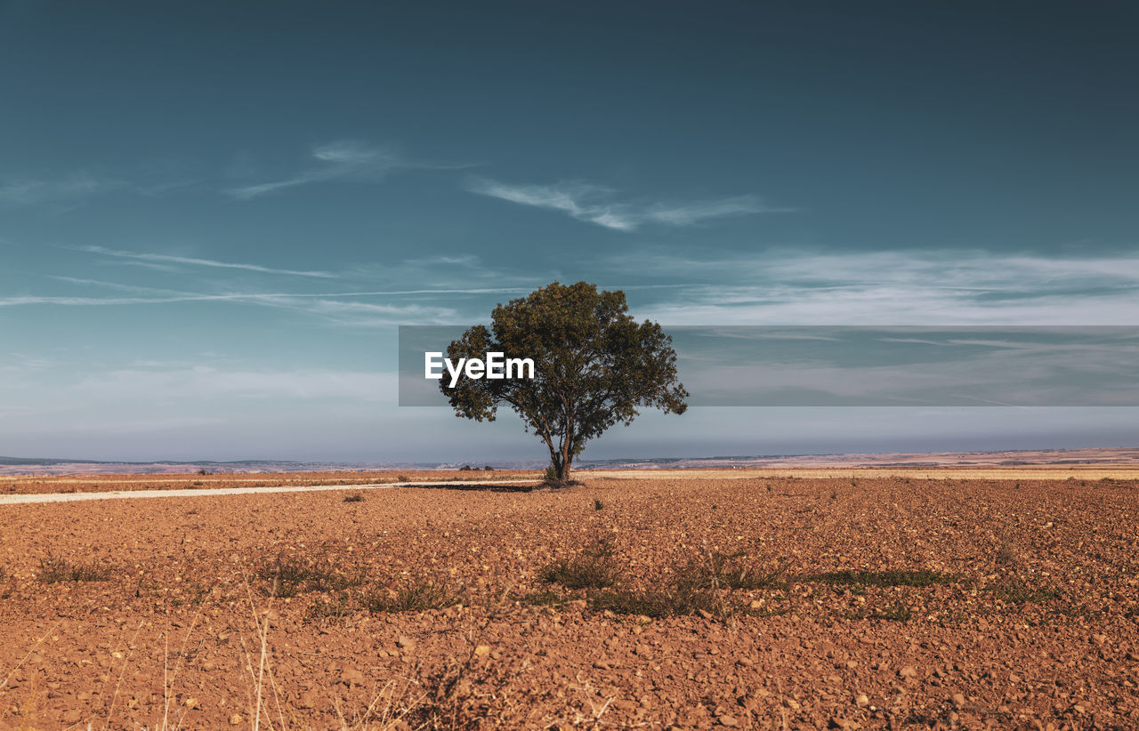 A tree on field against blue sky during autumn