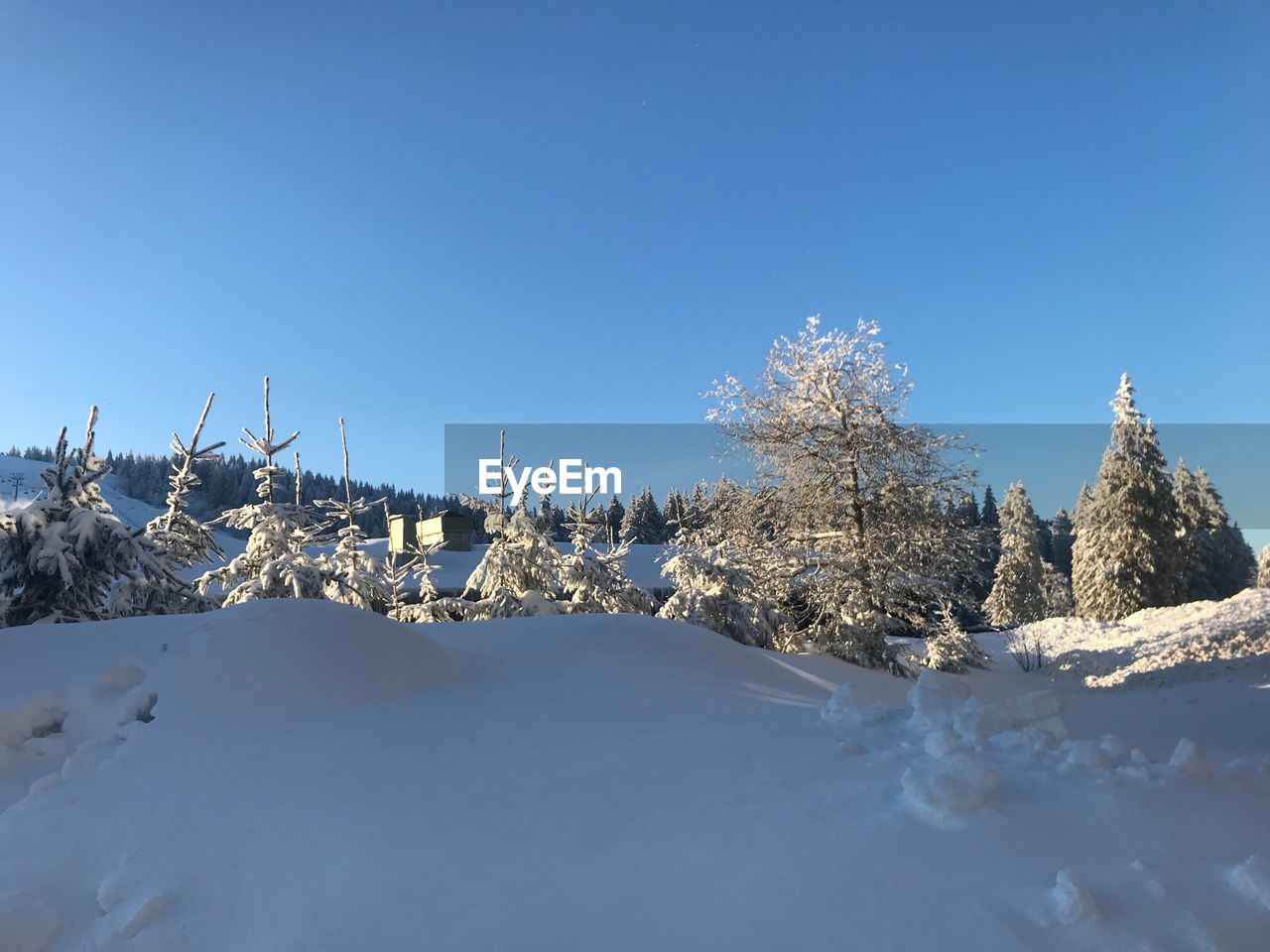 PANORAMIC VIEW OF TREES ON SNOW COVERED LANDSCAPE AGAINST CLEAR BLUE SKY
