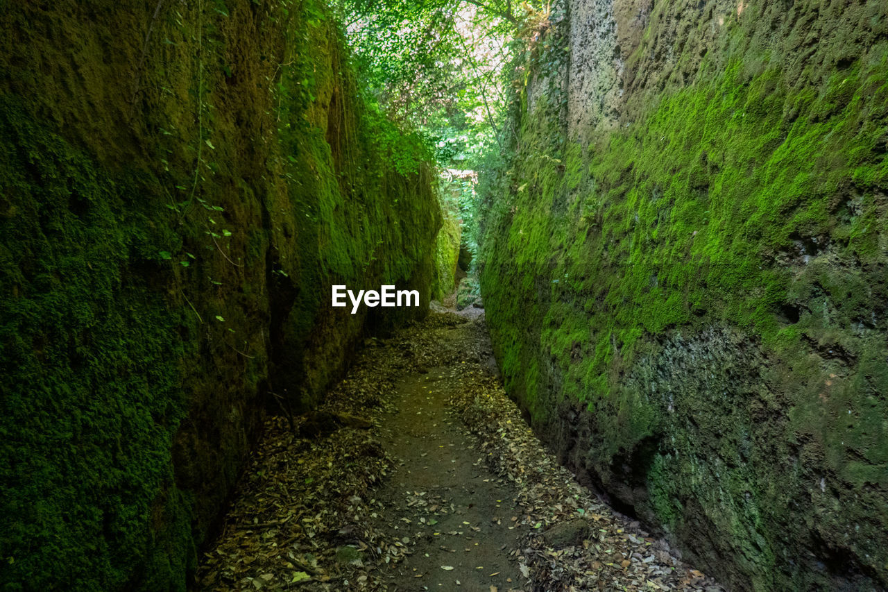 FOOTPATH AMIDST TREES