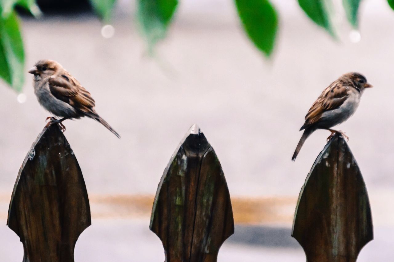 Side view of sparrows perching on fence