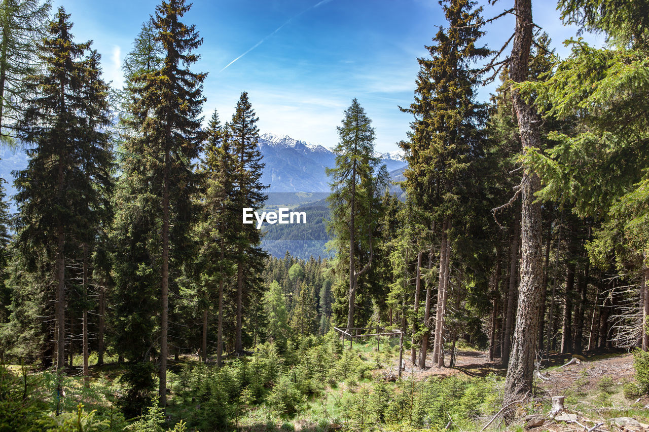 Pine trees in forest against sky