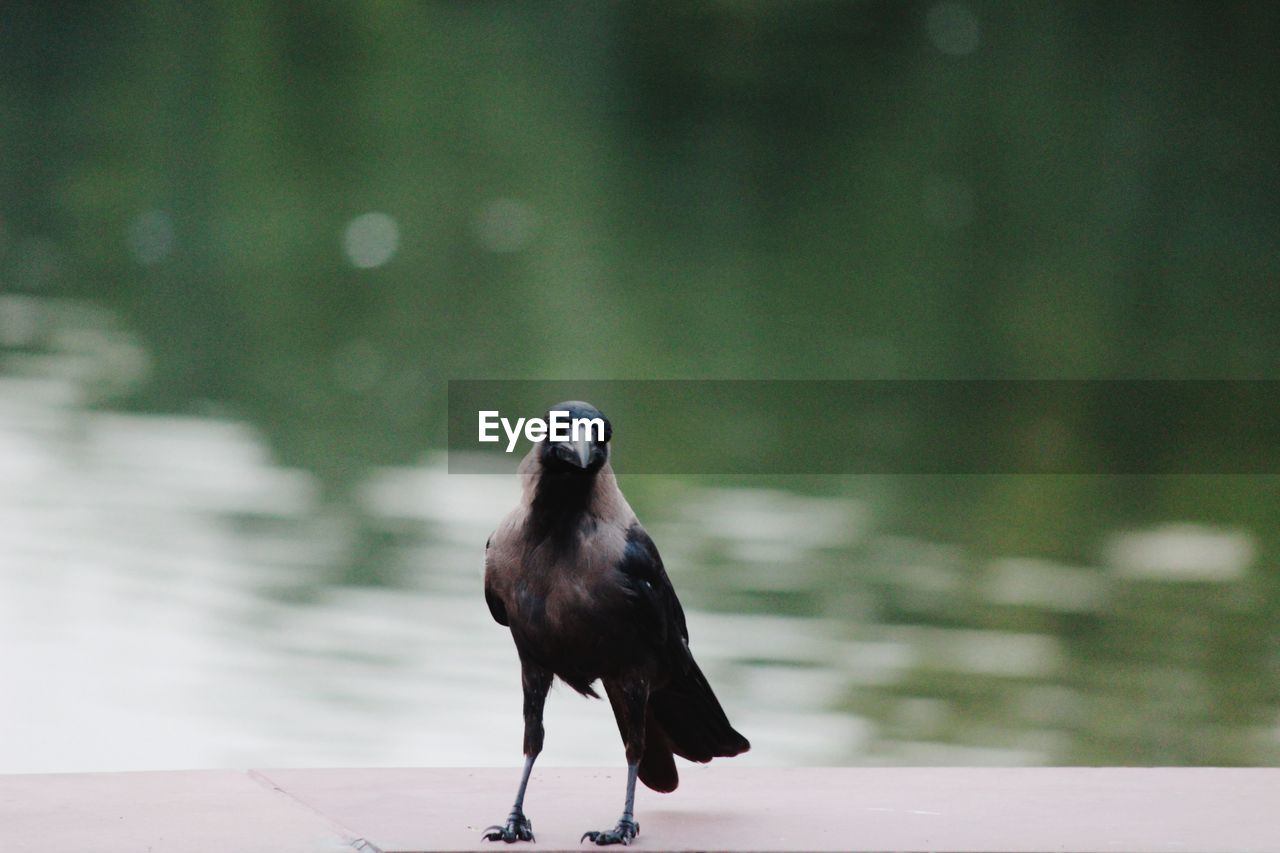 Bird perching on a railing