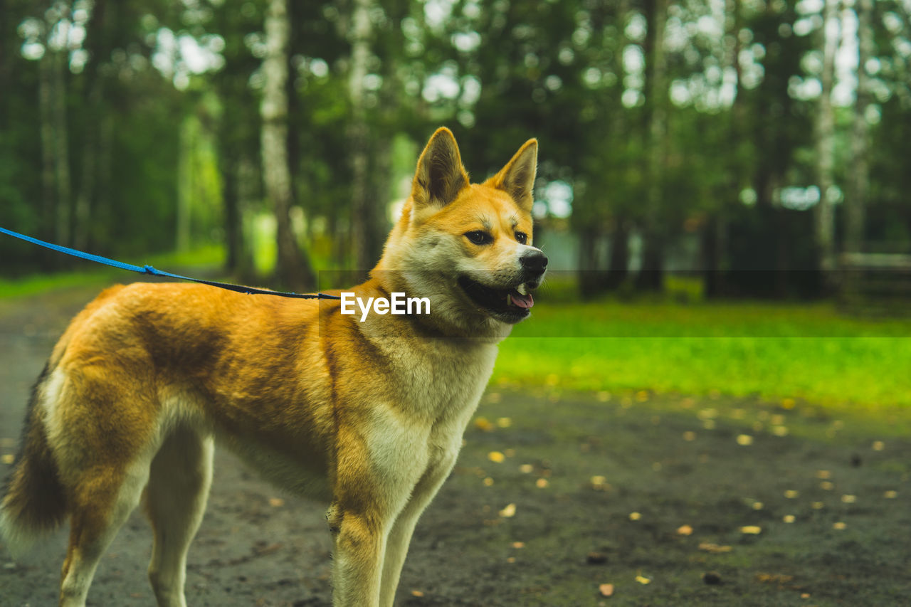 Akita inu on a walk with the owner