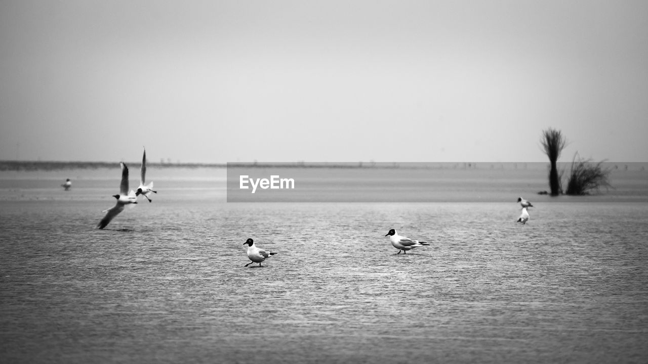 VIEW OF BIRDS SWIMMING IN SEA