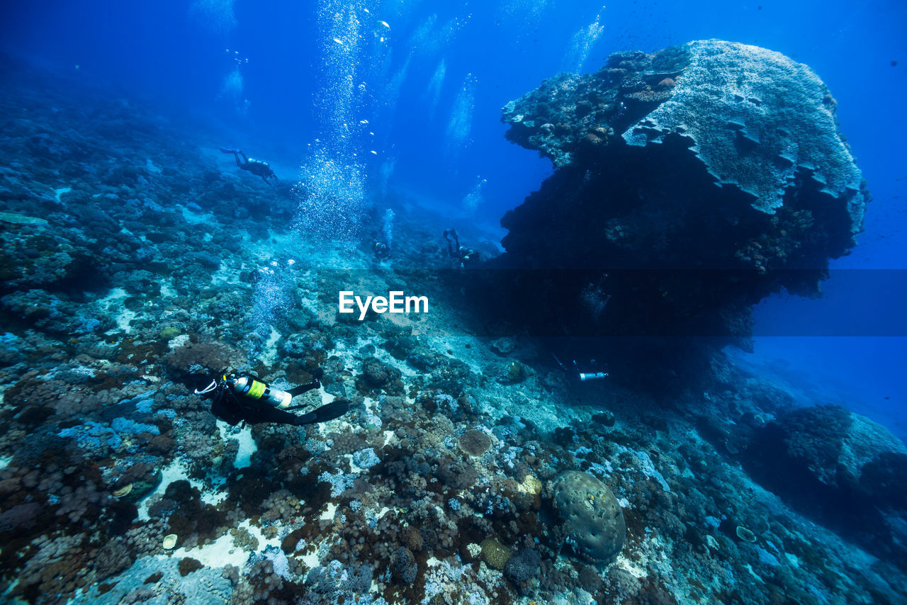 High angle view of fishes swimming in sea