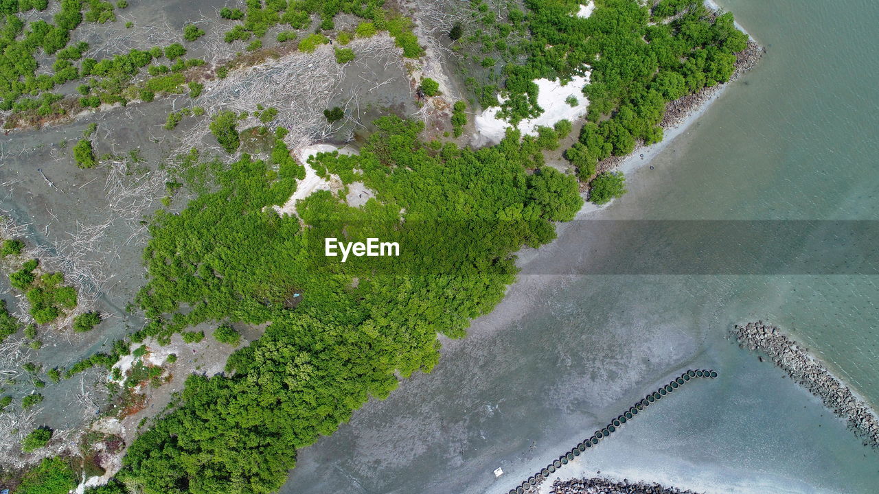 HIGH ANGLE VIEW OF PLANT BY SEA AGAINST TREES