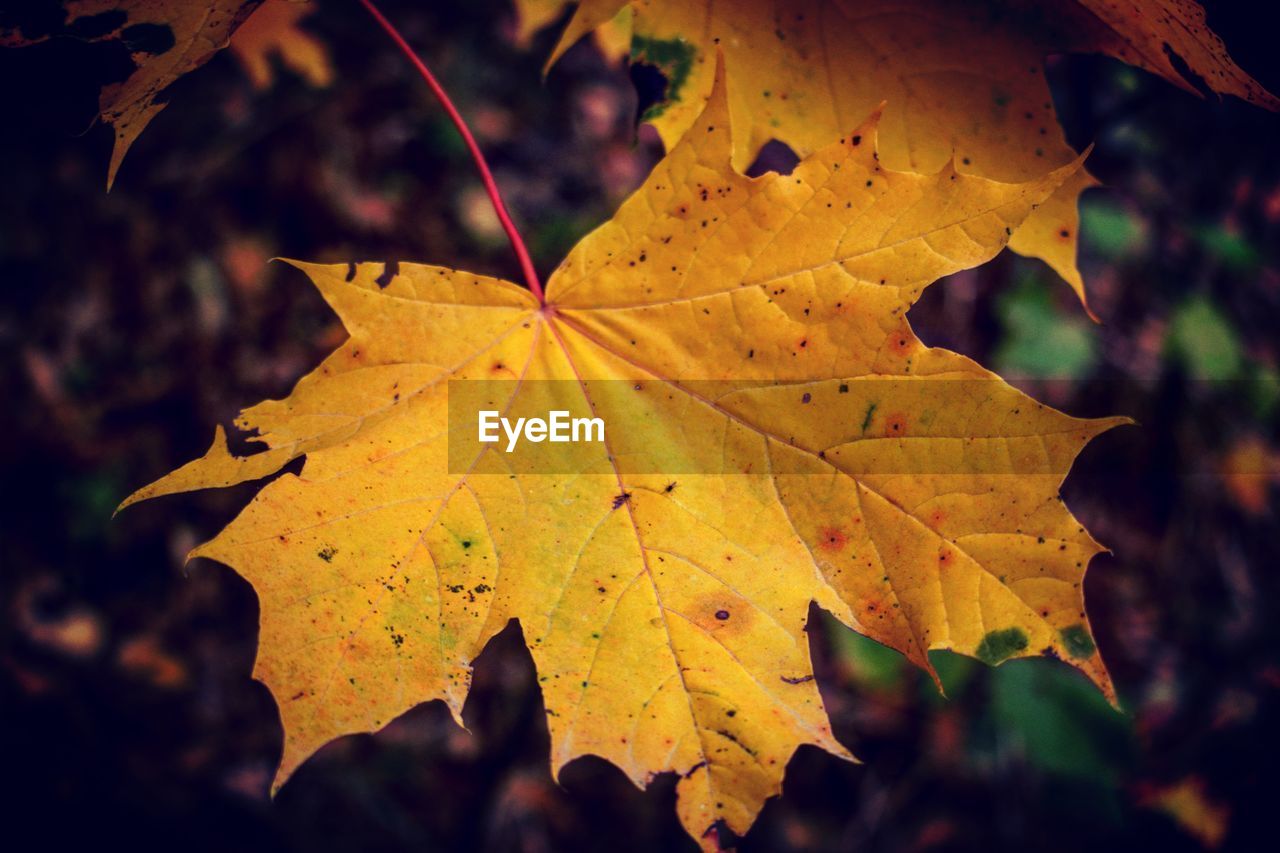 CLOSE-UP OF YELLOW MAPLE LEAVES ON PLANT