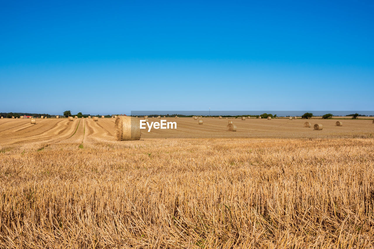 Scenic view of field against clear blue sky