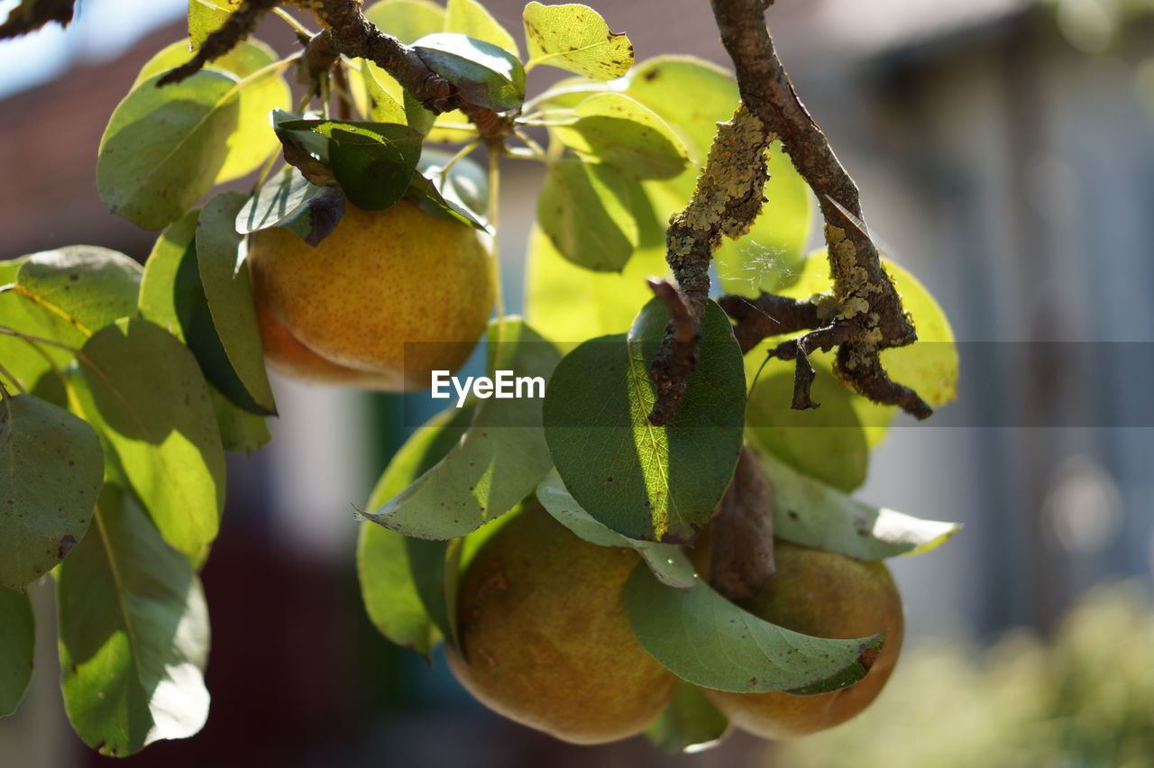 Close-up of fruits growing on tree