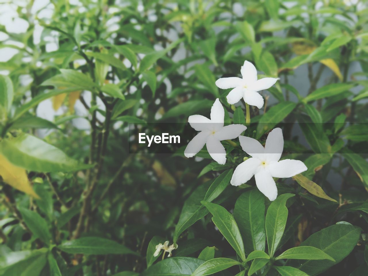 CLOSE-UP OF WHITE FLOWERING PLANT AGAINST GREEN PLANTS