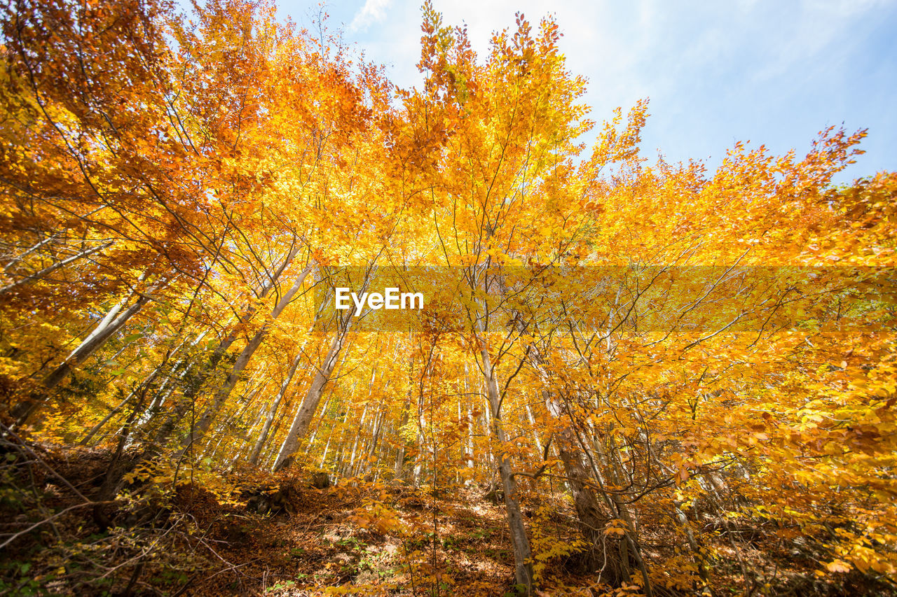 View of autumnal trees in forest