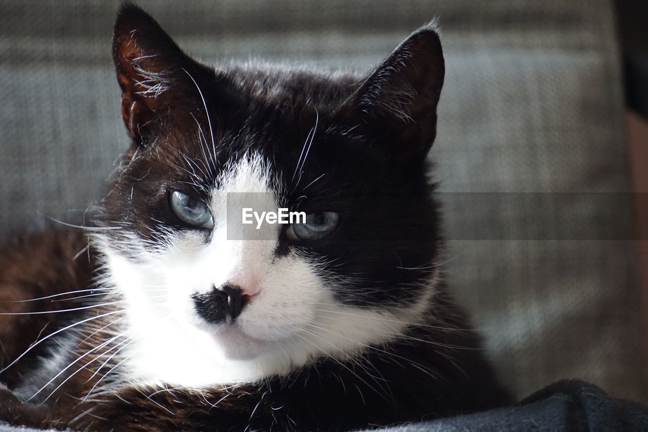 CLOSE-UP OF A CAT LOOKING AWAY