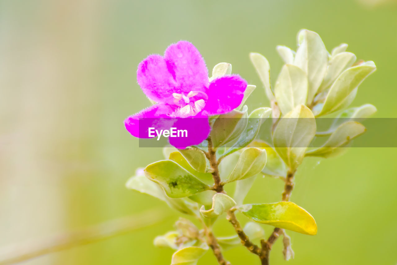 CLOSE-UP OF PINK FLOWERING PLANTS