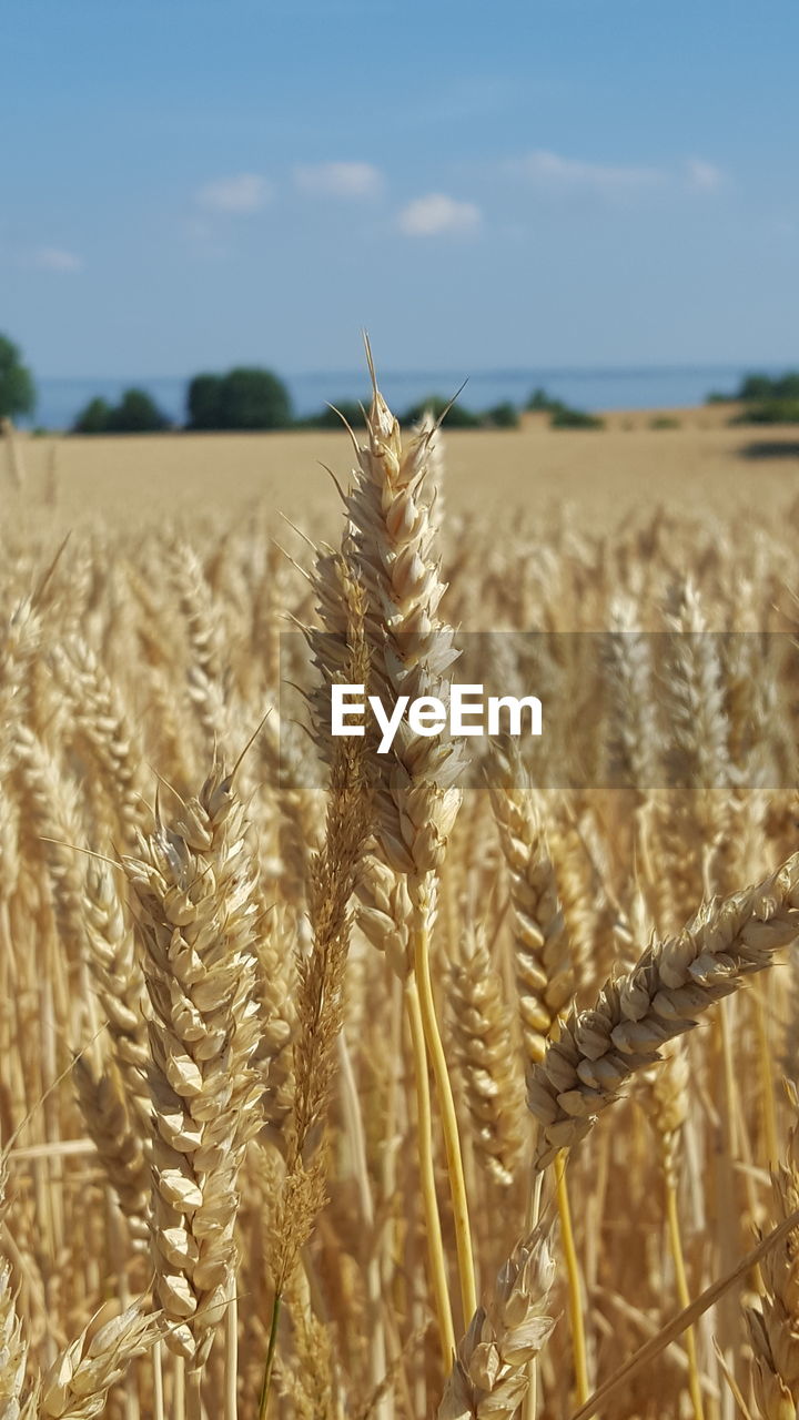 Close-up of ear of wheat on field