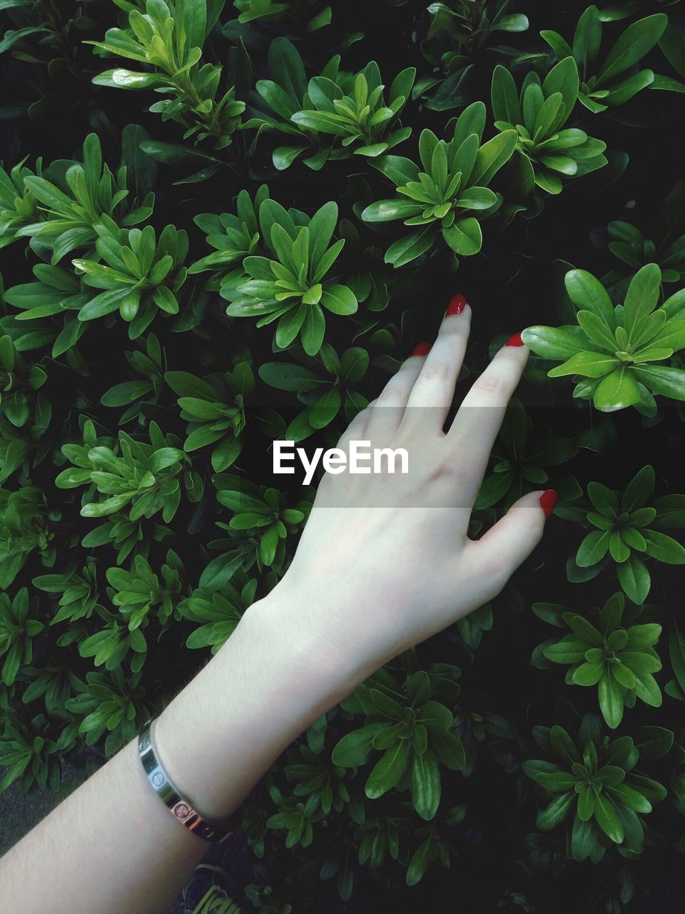 Cropped hand of woman touching plants