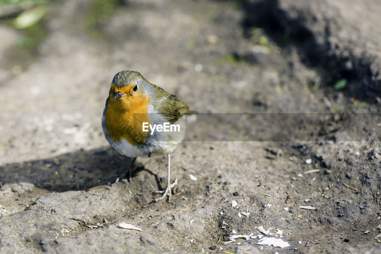 High angle view of robin perching on rock