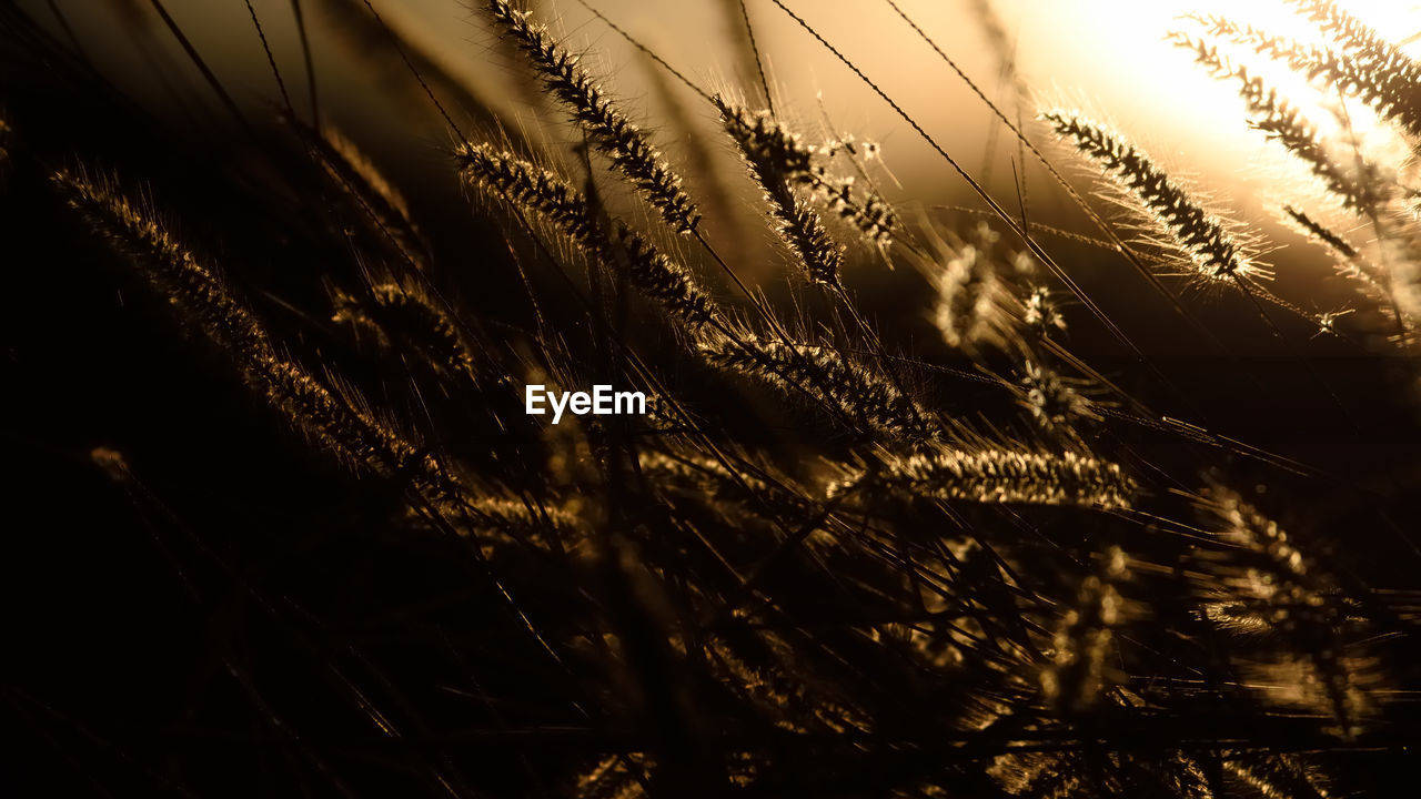 Close-up of plants growing during sunset