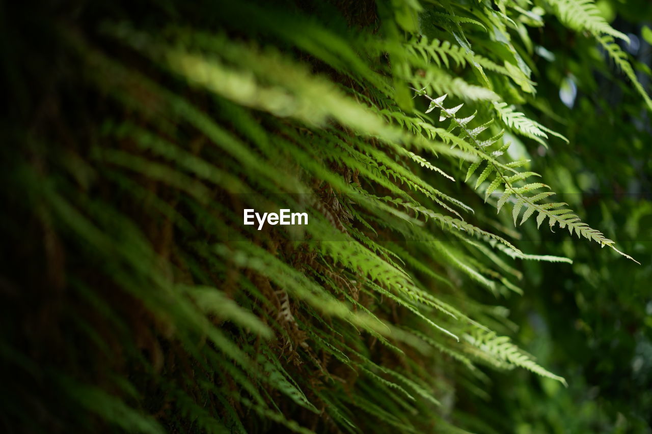 Close-up of fern leaves