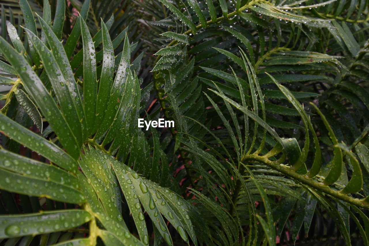 Wet tropical green forest leaves abstract