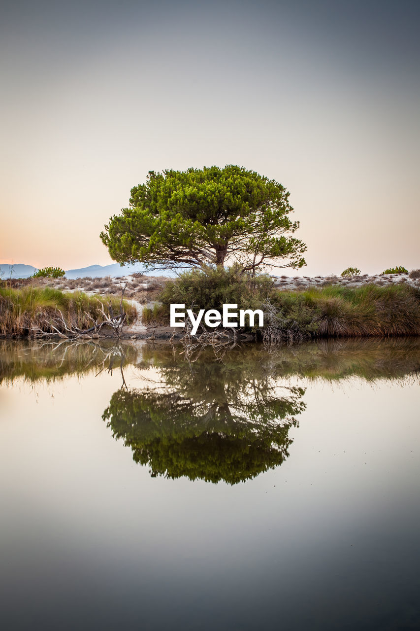 Tree by lake against sky