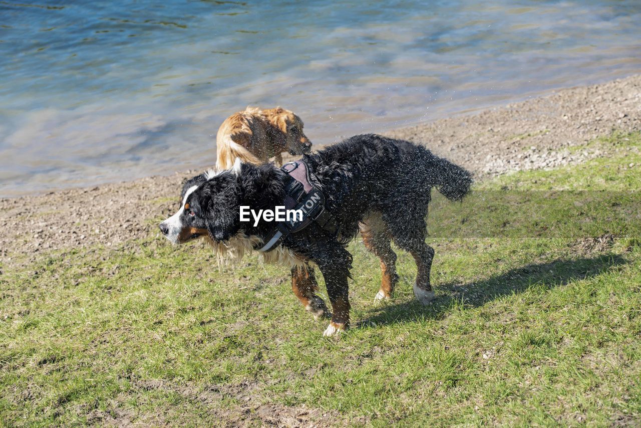 TWO DOGS RUNNING ON SHORE