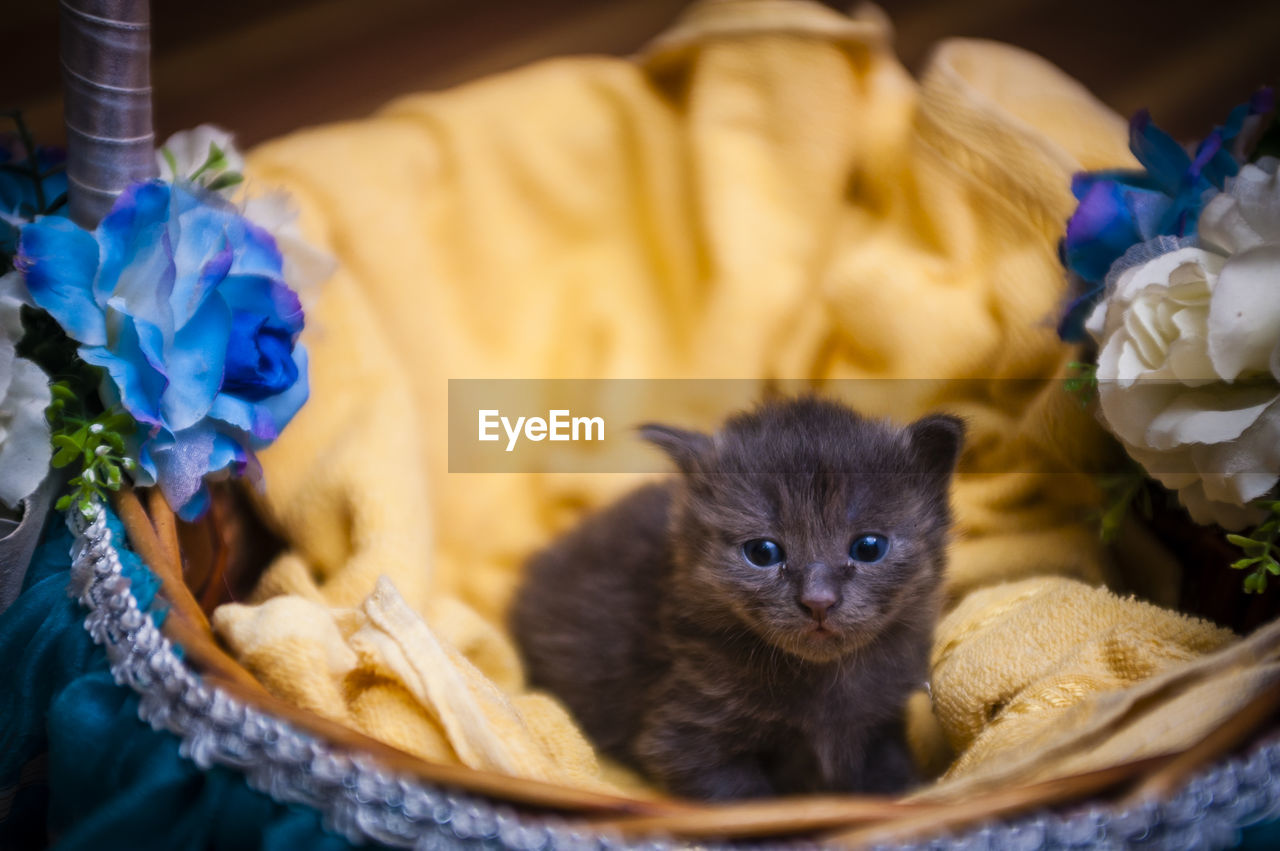 Close-up portrait of kitten in decorated basket