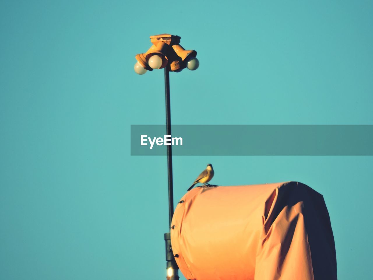 Low angle view of bird perching on flying windsock against clear sky