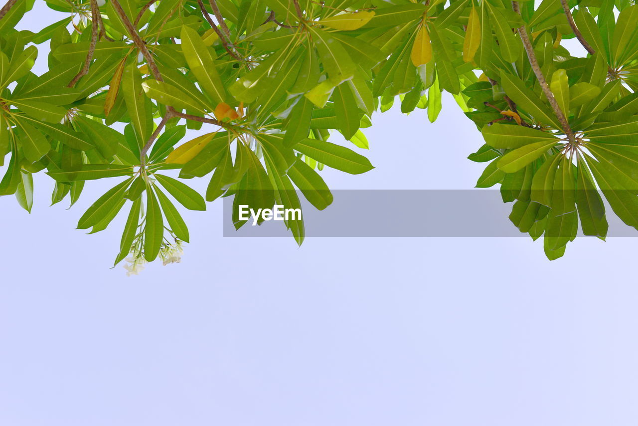 LOW ANGLE VIEW OF TREE AGAINST BLUE SKY