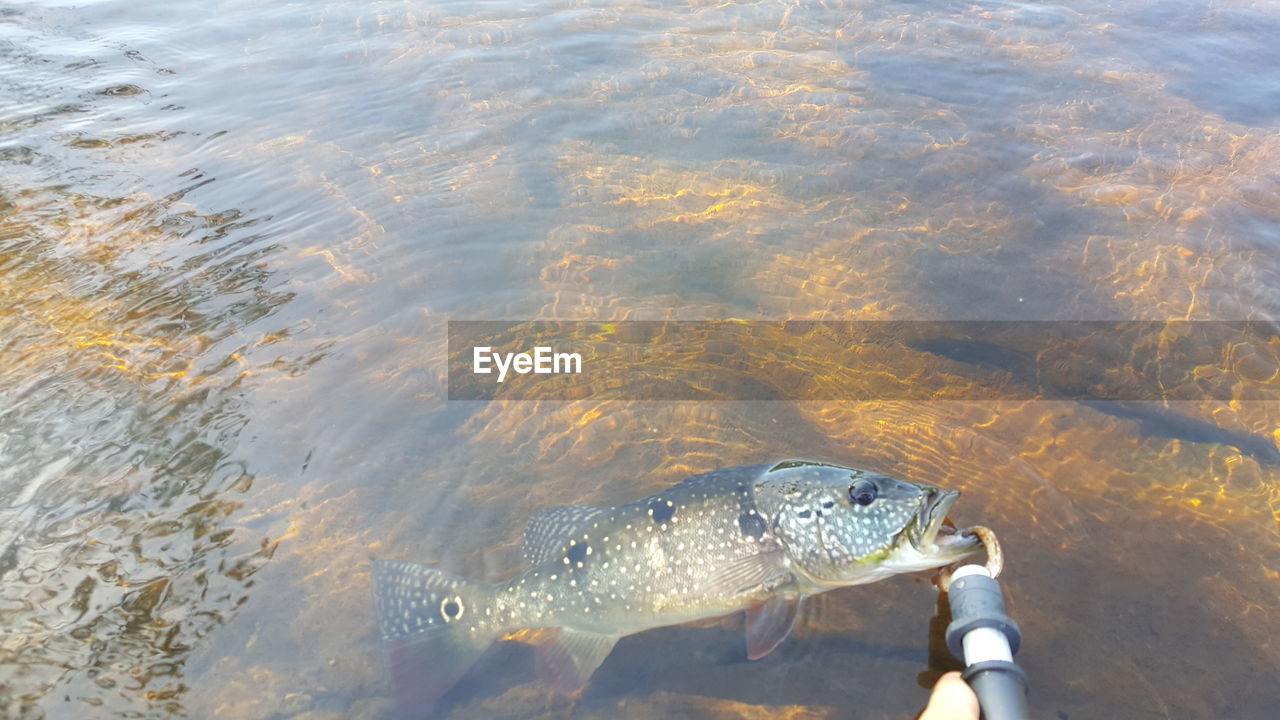 HIGH ANGLE VIEW OF FISH UNDERWATER