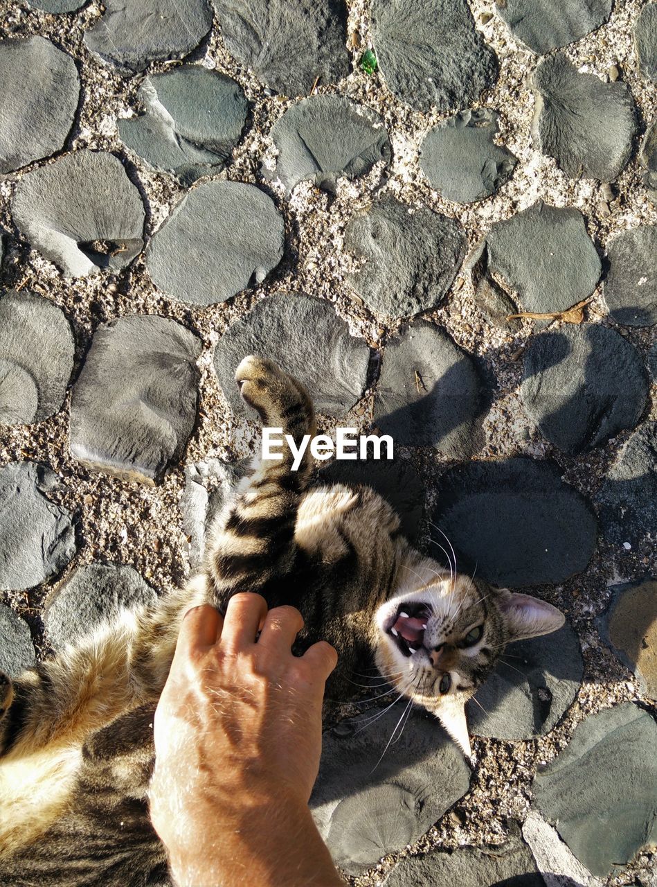 Cropped hand touching cat on footpath