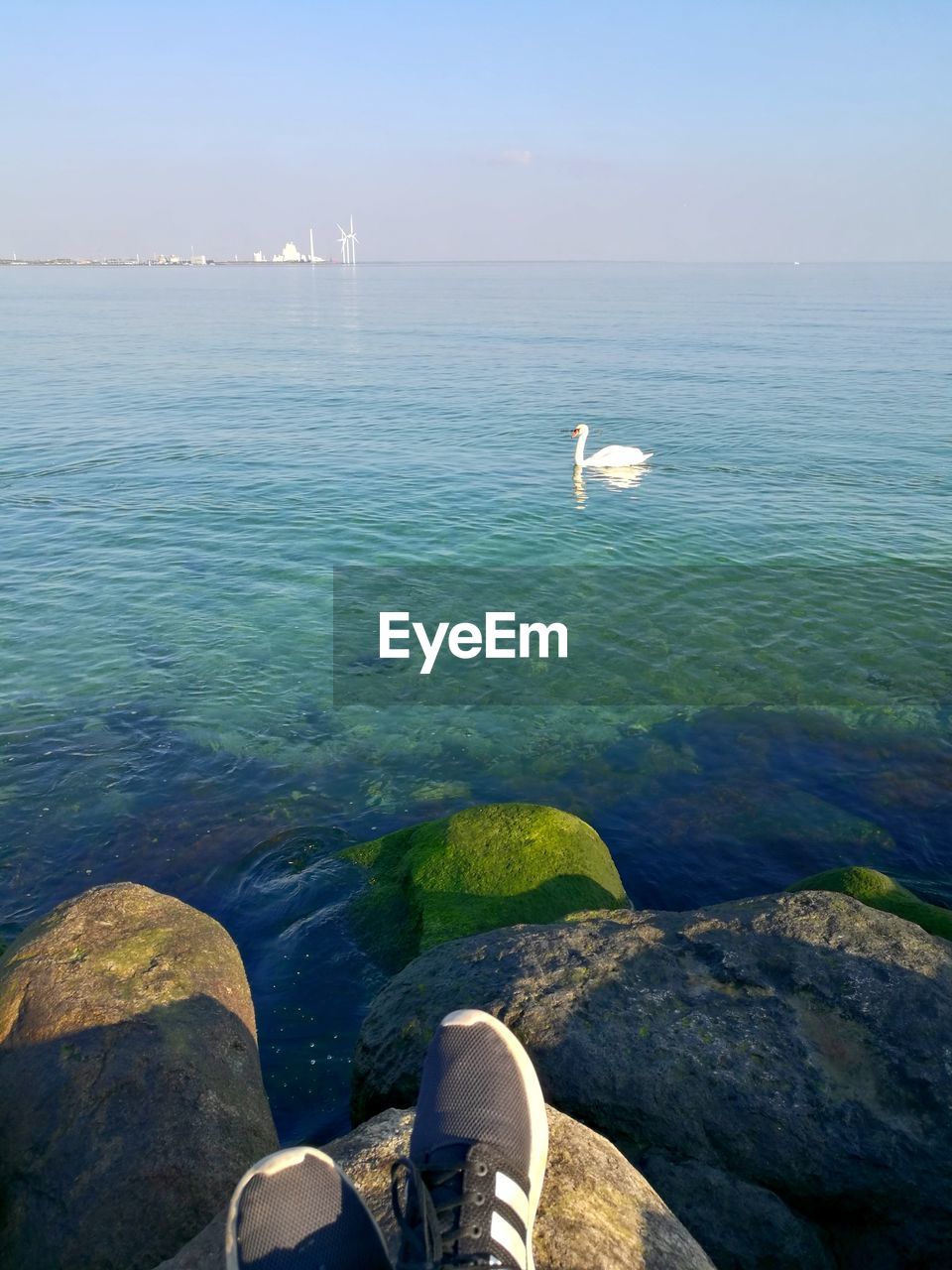 Swan in the ocean with boulders 