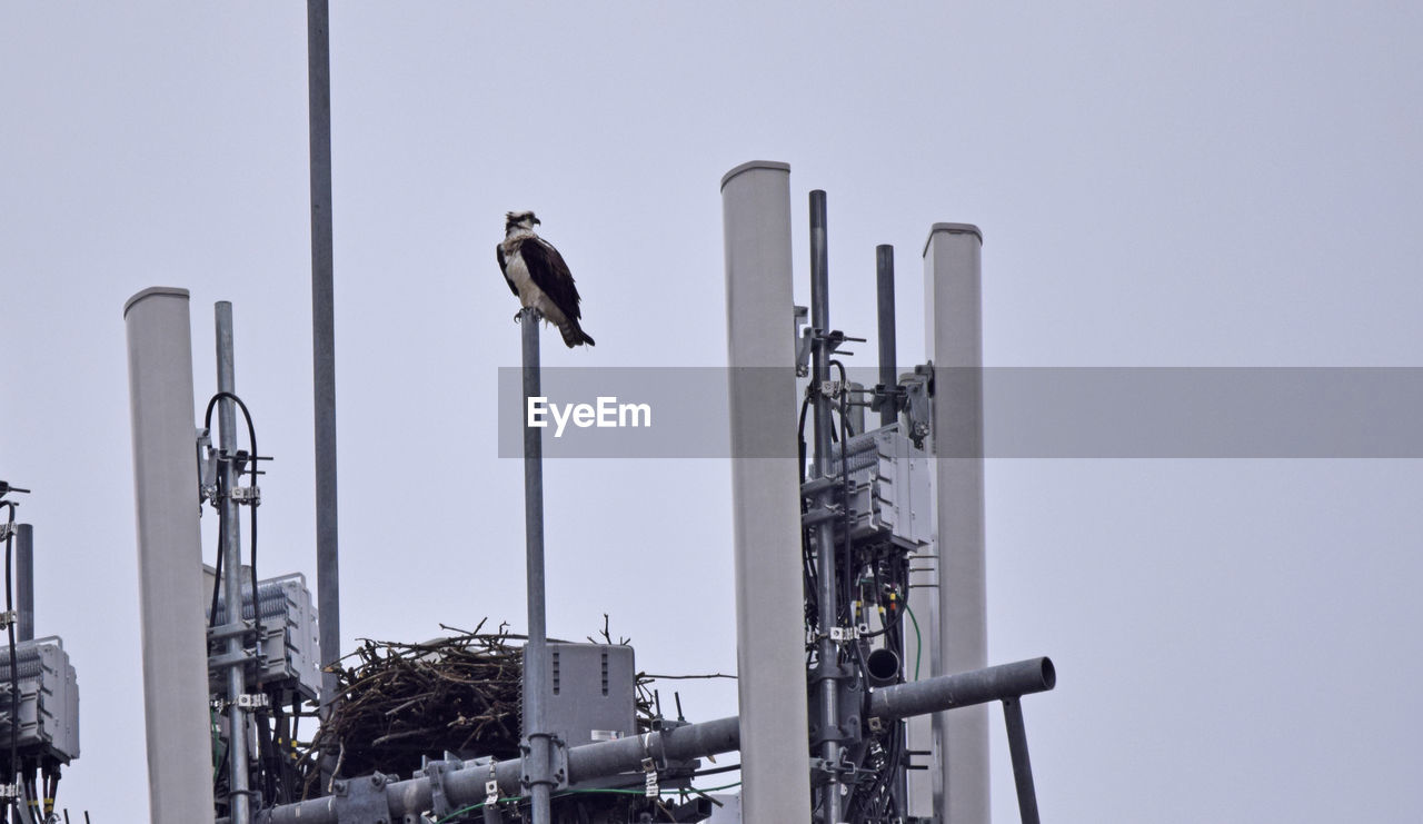 Low angle view of a bird on communications tower