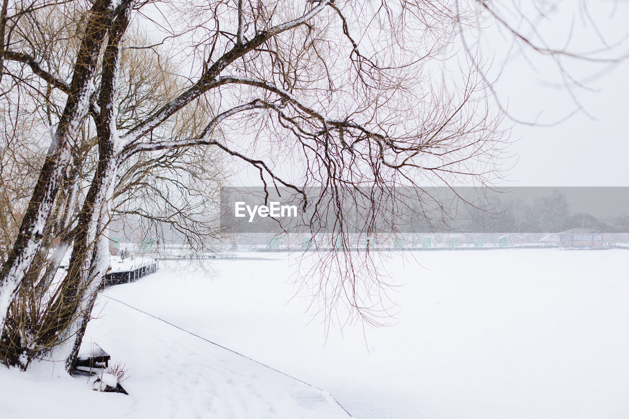 BARE TREES ON SNOW COVERED LAND