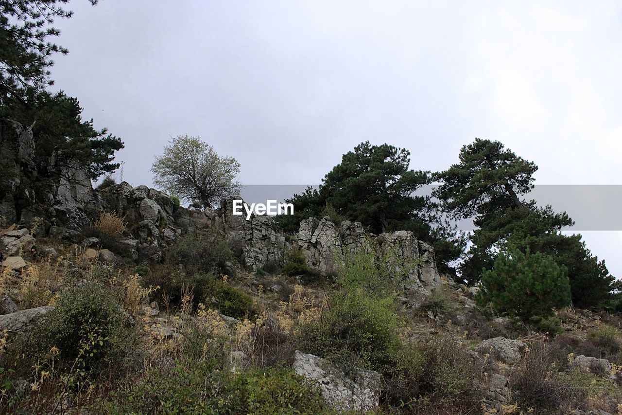 LOW ANGLE VIEW OF TREES ON LAND AGAINST SKY