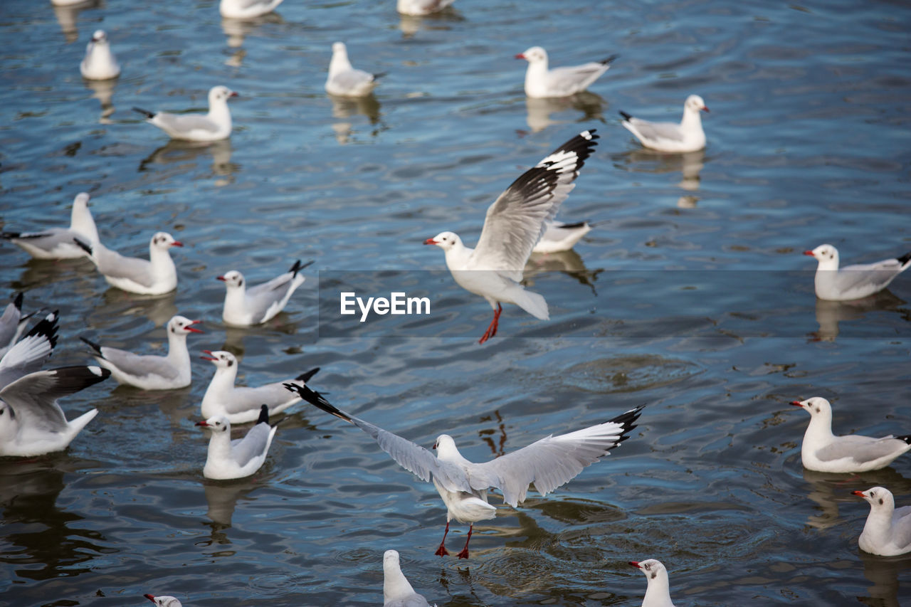 FLOCK OF SWANS IN LAKE