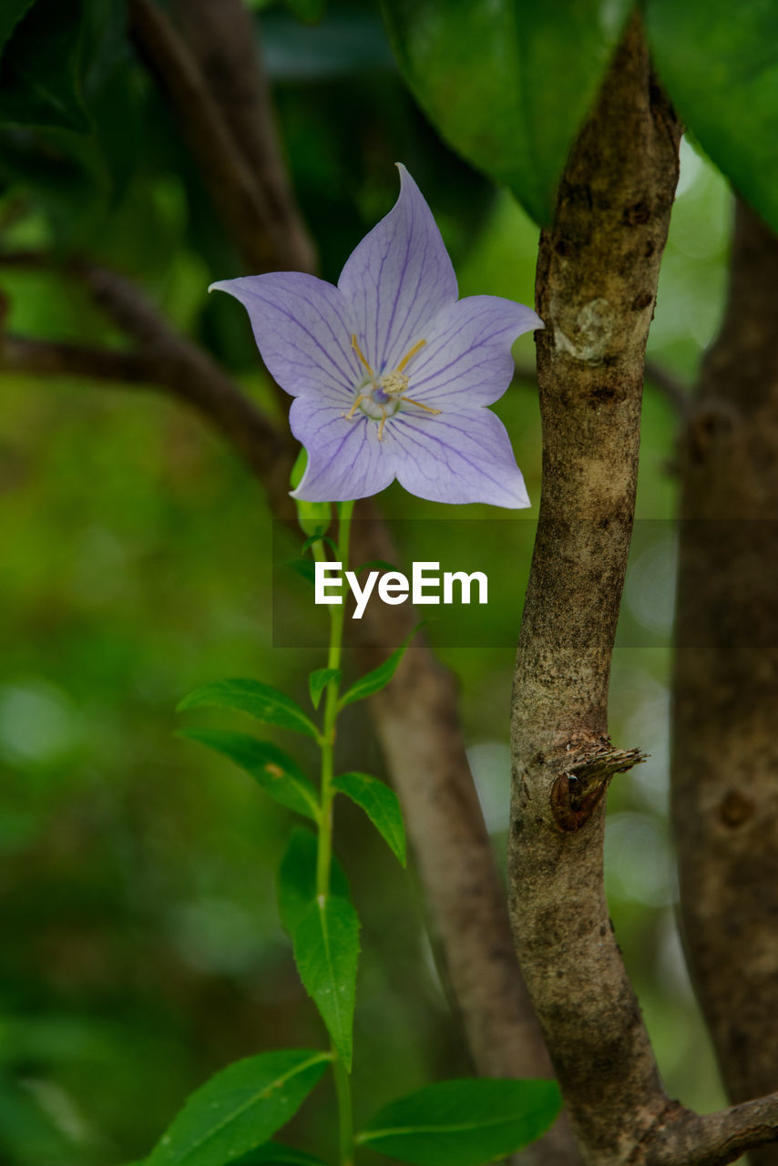 plant, flower, flowering plant, green, beauty in nature, nature, leaf, freshness, plant part, close-up, growth, petal, fragility, flower head, inflorescence, no people, tree, outdoors, botany, wildflower, focus on foreground, plant stem, blossom, purple, macro photography, springtime, day
