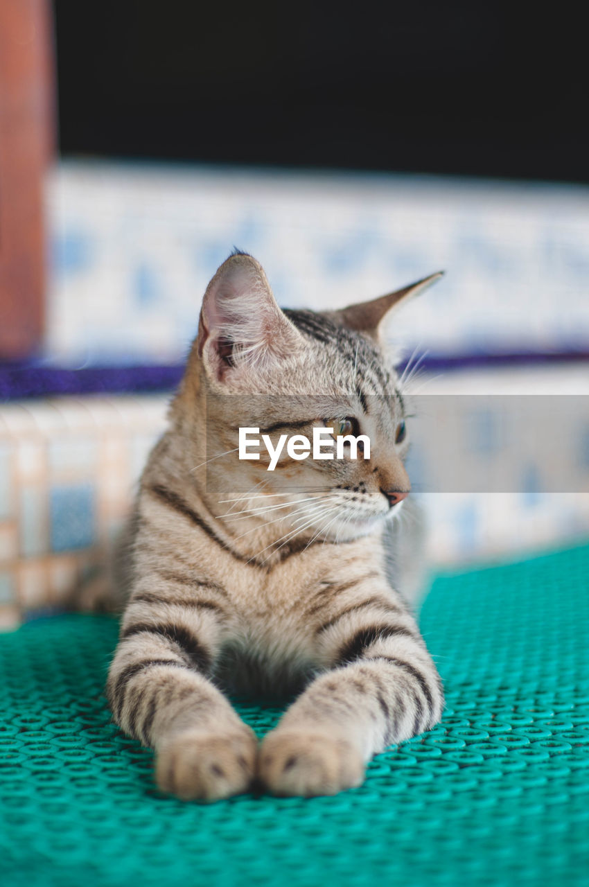 CLOSE-UP OF CAT SITTING ON SOFA