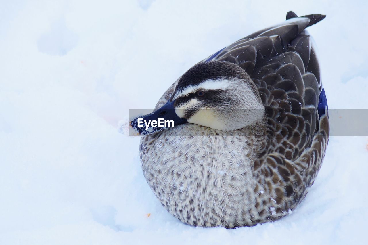 CLOSE-UP OF BIRD ON WHITE SURFACE