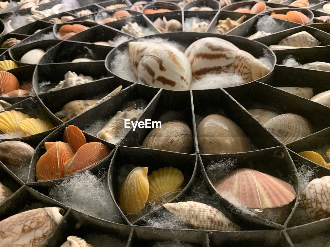 Collection of shells old and stunning 