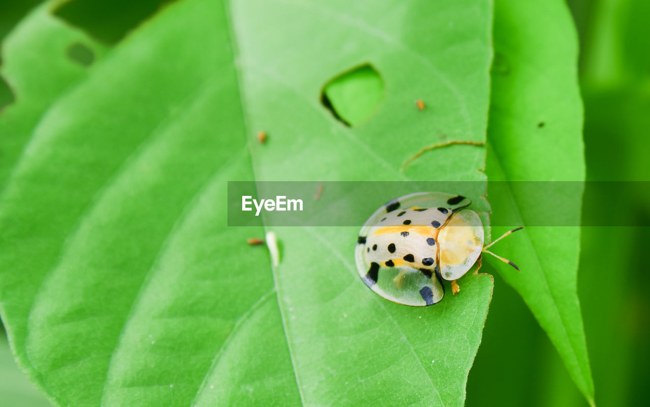 Ladybug sitting on green leaf plant warm spring day. insect in nature concept.