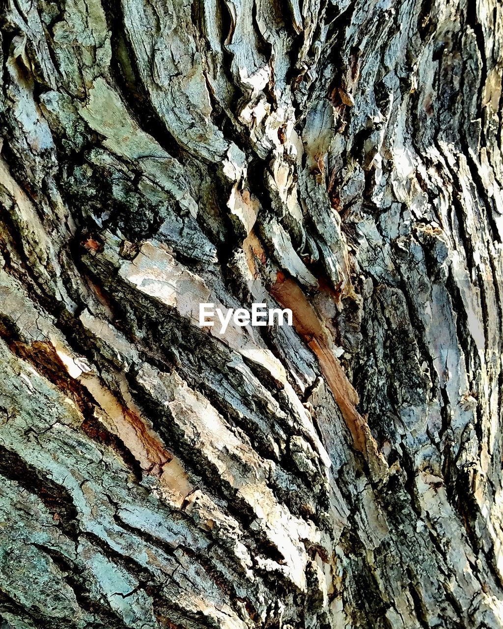 CLOSE-UP OF TREE TRUNK